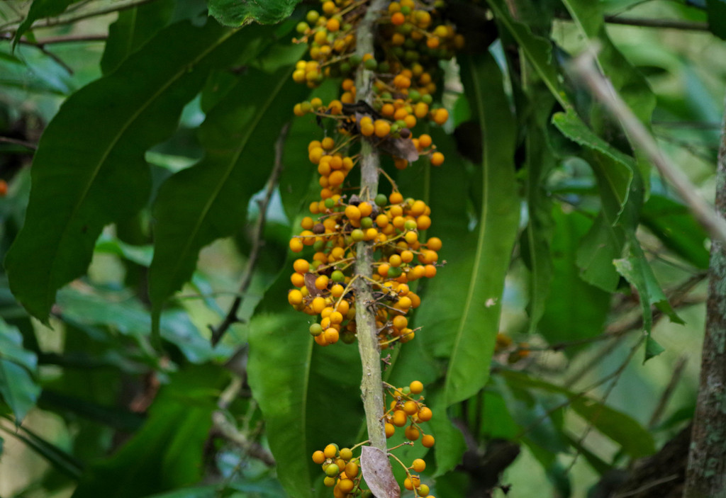 Clavija eggersiana