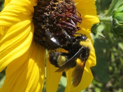 Bombus crotchii