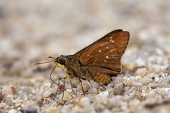 Pithauria marsena