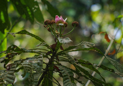 Gustavia angustifolia
