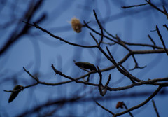 Cochlospermum vitifolium