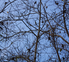 Cochlospermum vitifolium