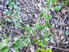Ceanothus buxifolius