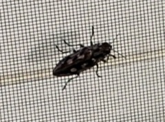 Chalcophora virginiensis