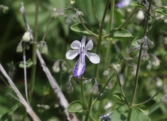 Trichostema arizonicum
