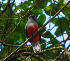 Trogon mesurus