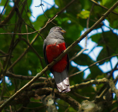 Trogon mesurus