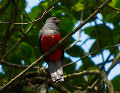 Trogon mesurus