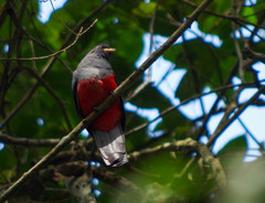 Trogon mesurus