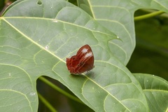 Abisara kausambi