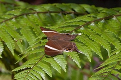 Abisara neophron
