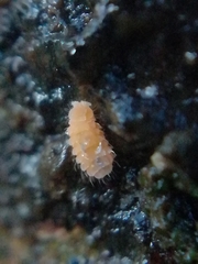 Monobella grassei