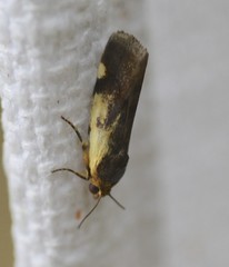 Acontia detrita