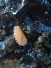 Monobella grassei