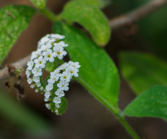 Heliotropium rufipilum