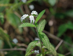Heliotropium rufipilum
