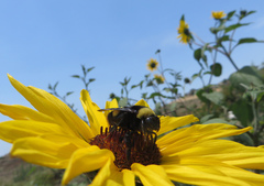 Bombus crotchii