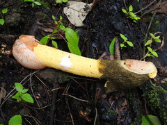 Phallus aurantiacus