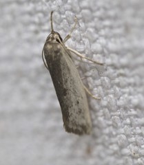 Xylorycta haplochroa