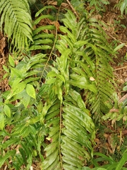Nephrolepis biserrata