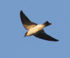 White-Winged Swallow photo 4