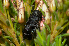 Aporocera scabrosa