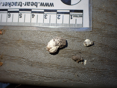 Phasianus colchicus