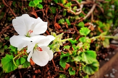 Pelargonium × hybridum