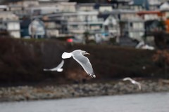 Larus glaucoides thayeri