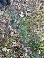 Forestiera acuminata