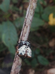 Aspidolasius branicki