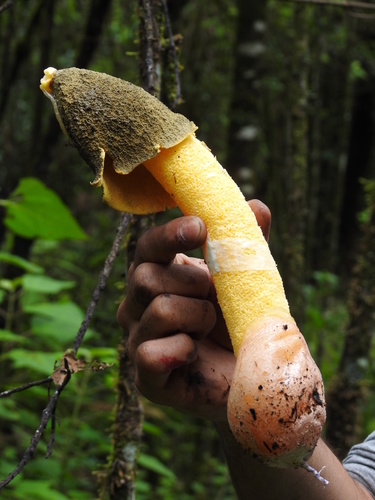 Golden Stinkhorn