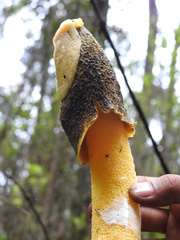 Phallus aurantiacus