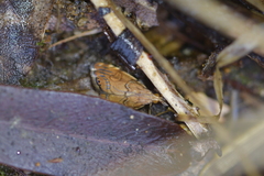 Glaucocharis leucoxantha