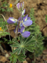 Lupinus albifrons collinus
