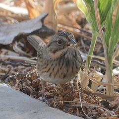 Melospiza lincolnii