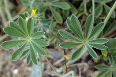 Lupinus albifrons collinus