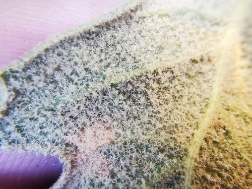 Quercus hypoxantha