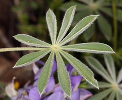 Lupinus albifrons collinus