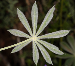 Lupinus albifrons collinus