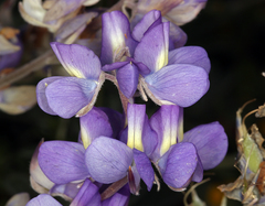 Lupinus albifrons collinus