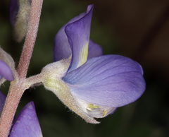 Lupinus albifrons collinus