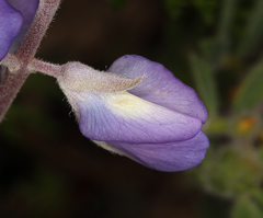 Lupinus albifrons collinus