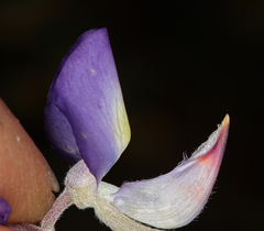 Lupinus albifrons collinus