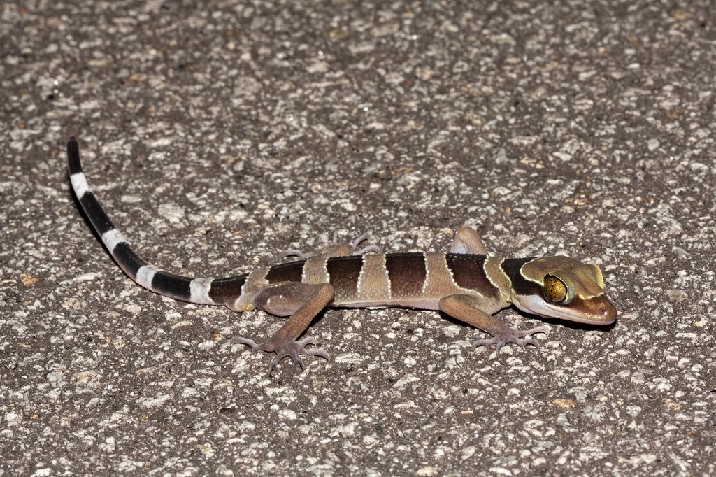 Southern Titiwangsa Bent-toed Gecko