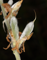 Lupinus albifrons collinus