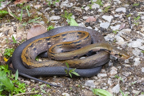 Black Copper Rat Snake, Coelognathus flavolineatus