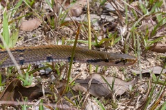 Coelognathus flavolineatus