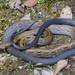 Serpiente Arlequín Malaya - Photo (c) dhfischer, algunos derechos reservados (CC BY-NC), subido por dhfischer