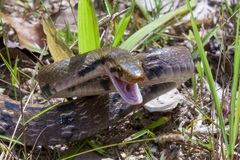 Coelognathus flavolineatus